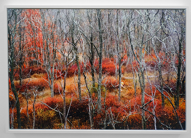 Ryan McGinley artist art